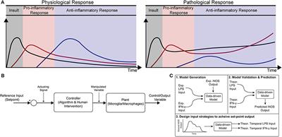 Experimental Control of Macrophage Pro-Inflammatory Dynamics Using Predictive Models